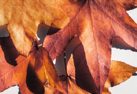 Detailed shot of colorful autumn leaves in golden and red hues