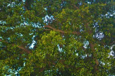 Green trees and blue skyの写真素材