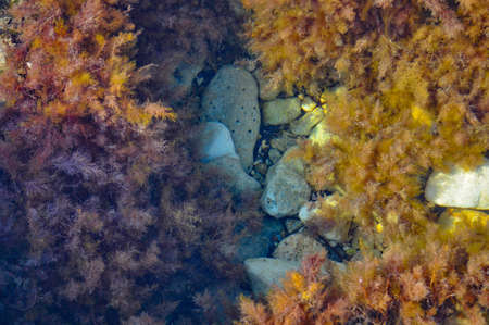 seaweed and seabedの写真素材