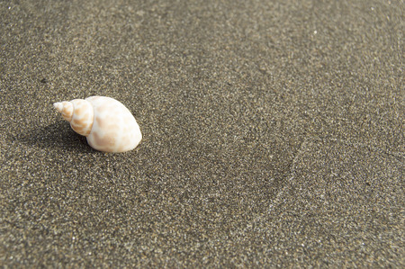 Shell