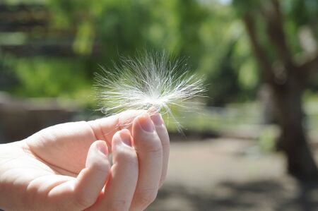 Dandelionの写真素材