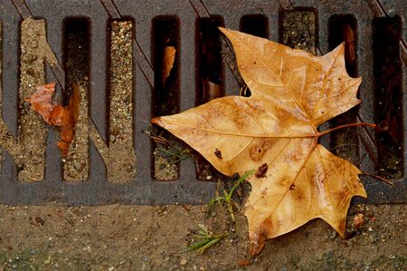 Dry Leaf in autumnの写真素材