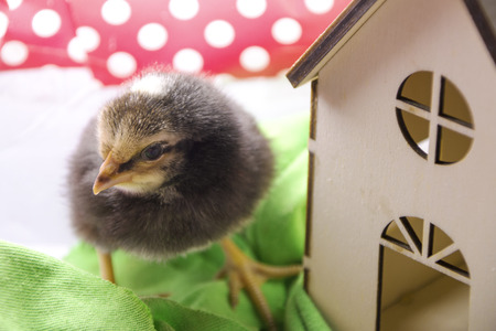 A chick in His House