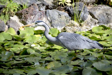 A heron in the pond