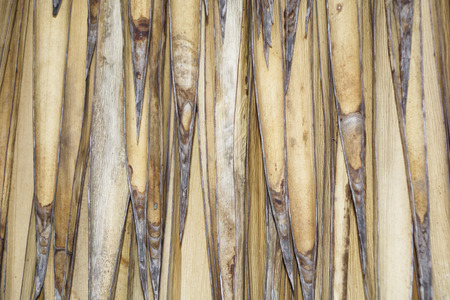 Texture of a dry palm leafの写真素材