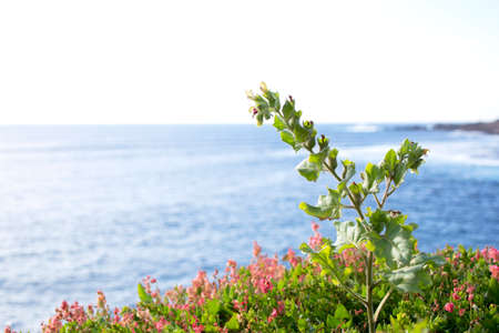 Spring flowers with sea background.の写真素材