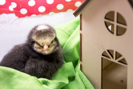 The chick looks for heat in His Houseの写真素材