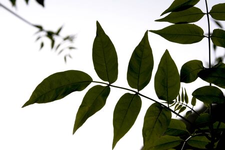 backlit leavesの写真素材