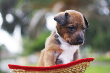 A dog puppy in a straw hat.の写真素材