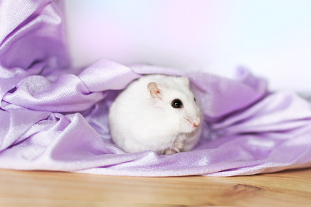 Russian hamster with violet cloth around.の写真素材