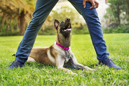 Happy dog ??while playing with owner on the grass.
