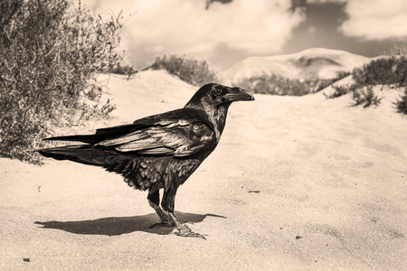 Black raven in the far west.の写真素材