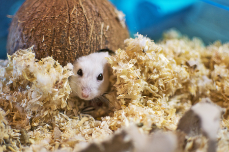 A hamster leaving his house made of coconut.の写真素材