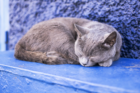 Gray cat sleeping outdoors on blue background.の写真素材