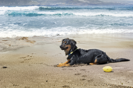 Dog sitting on the beach, on the sand, with the blue sea behind and lit by sunlight.の写真素材
