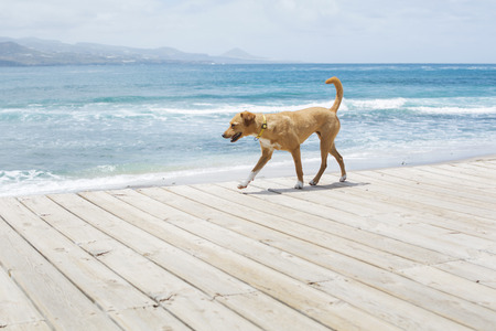 Brown dog walking along the avenue next to the blue sea. Summer time.の写真素材