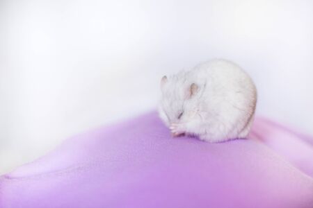 Portrait of a white hamster with closed eyes, in pink cloth and isolated on white background.の写真素材