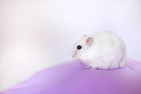 portrait of a white hamster, on pink fabric and isolated on white background.の写真素材