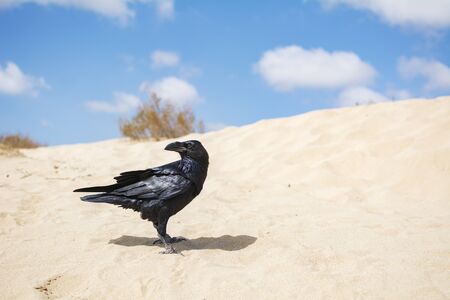 The beautiful black raven perched on the desert sand.の写真素材