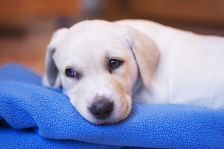 Portrait of a blond labrador retriever puppy lying on his blanket, with his face sleepy.の写真素材