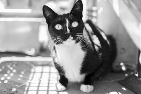 Black and white portrait of a cute black kitten staring at the camera