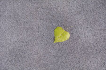 Green leaf with heart shape isolated on gray concrete background.