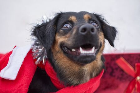 Black dog dressed in Christmas clothes and gifts by his side.の写真素材