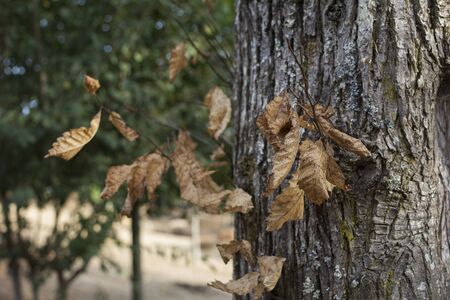 Trunk of a tree with dry leaves at the arrival of autumn.の写真素材