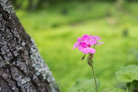 Beautiful flower with pink petals, isolated on the green nature background.	