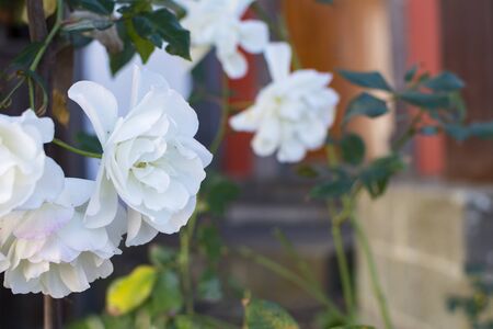 Beautiful white roses blooming in the city park.の写真素材