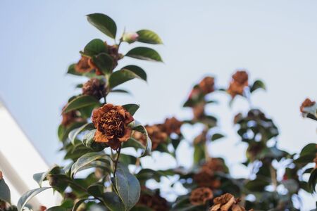 Dry brown flowers with stems and green leaves.