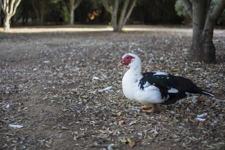 A black and white duckling outdoors walking in the park.の写真素材