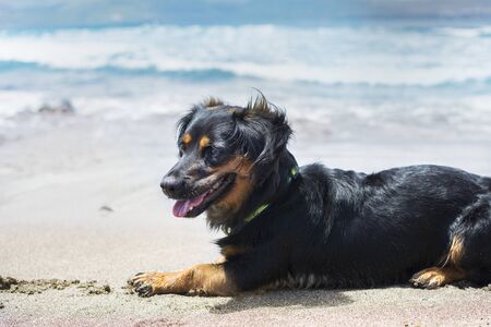 Happy black dog lying on the seashore, enjoying a summer beach day.の写真素材