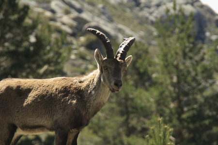 mountain goat that lives in the mountains of La Pedriza in Madridの写真素材