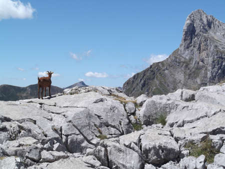 Mountain landscape with mountain goatの写真素材