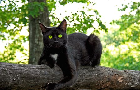Black Cat with Green Eyes on Postの写真素材