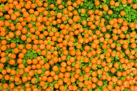 Plant texture colored in orange and greenの写真素材