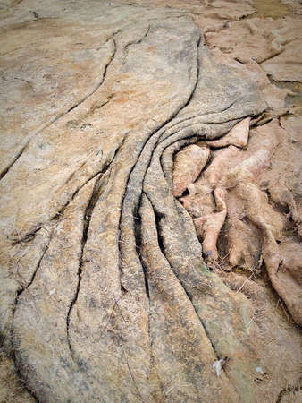 Elephant hide seaweedの写真素材