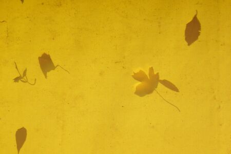 Autumn leaves in sunlight fallen on a yellow tarpaulinの写真素材