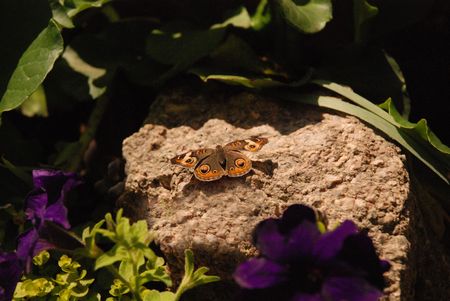 Butterflyの写真素材