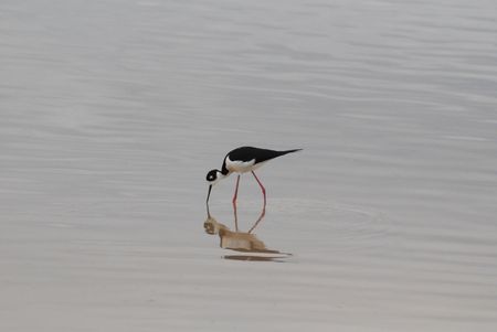 Wading Birdの写真素材