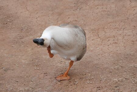 Gooseの写真素材