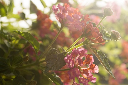 flowersの写真素材