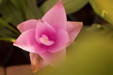 siam tulipの写真素材