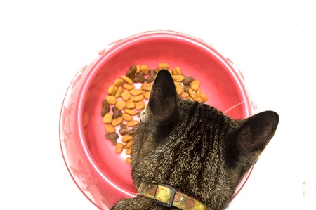 cat eatingの写真素材