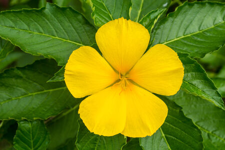 &#3661;Yellow flowerの写真素材