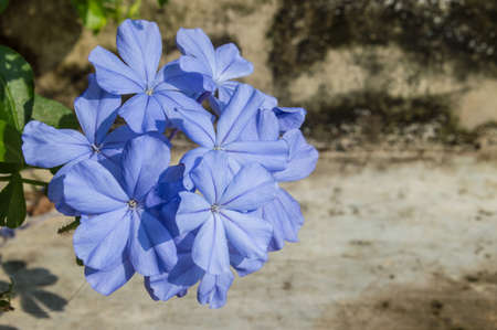 Blue flowersの写真素材