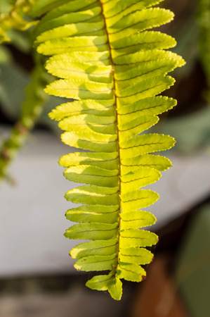 fern leavesの写真素材