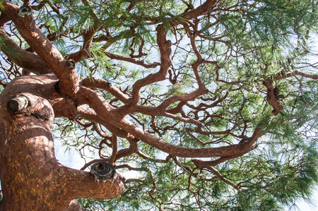 Pine treeの写真素材
