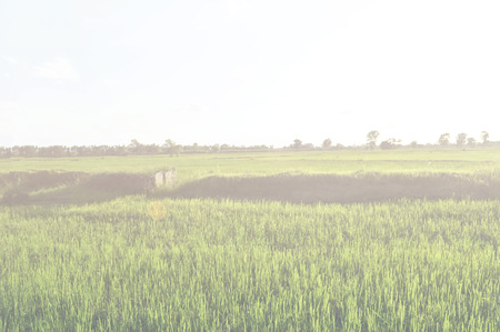 rice field on vintage effectの写真素材